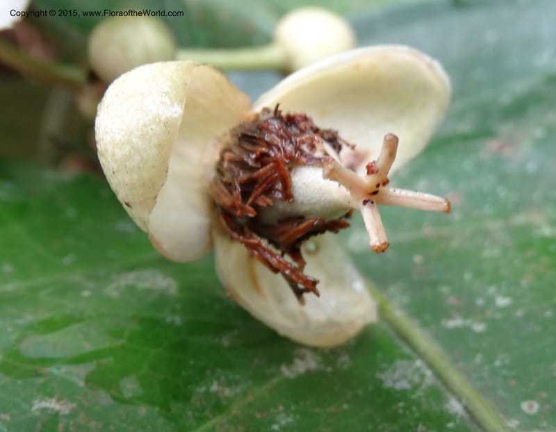 Oncoba, Davidson, C 12336B--Cameroon. Mokoko For. Res. 20 Mar 2014. DSC02622 (9).JPG