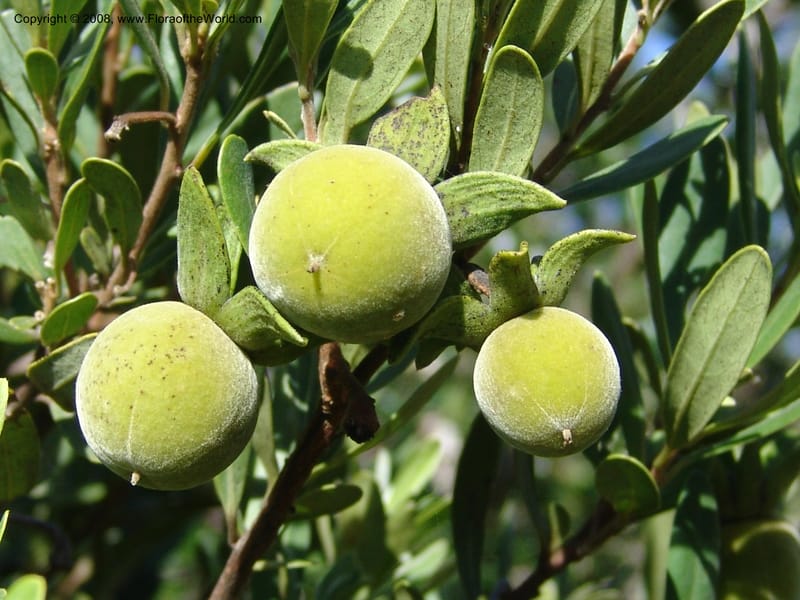 Diospyros dichrophylla--So.Africa. E. Cape. Moonstone Farm, Quanti Area, Stut. 8 Mch 05. 029.jpg