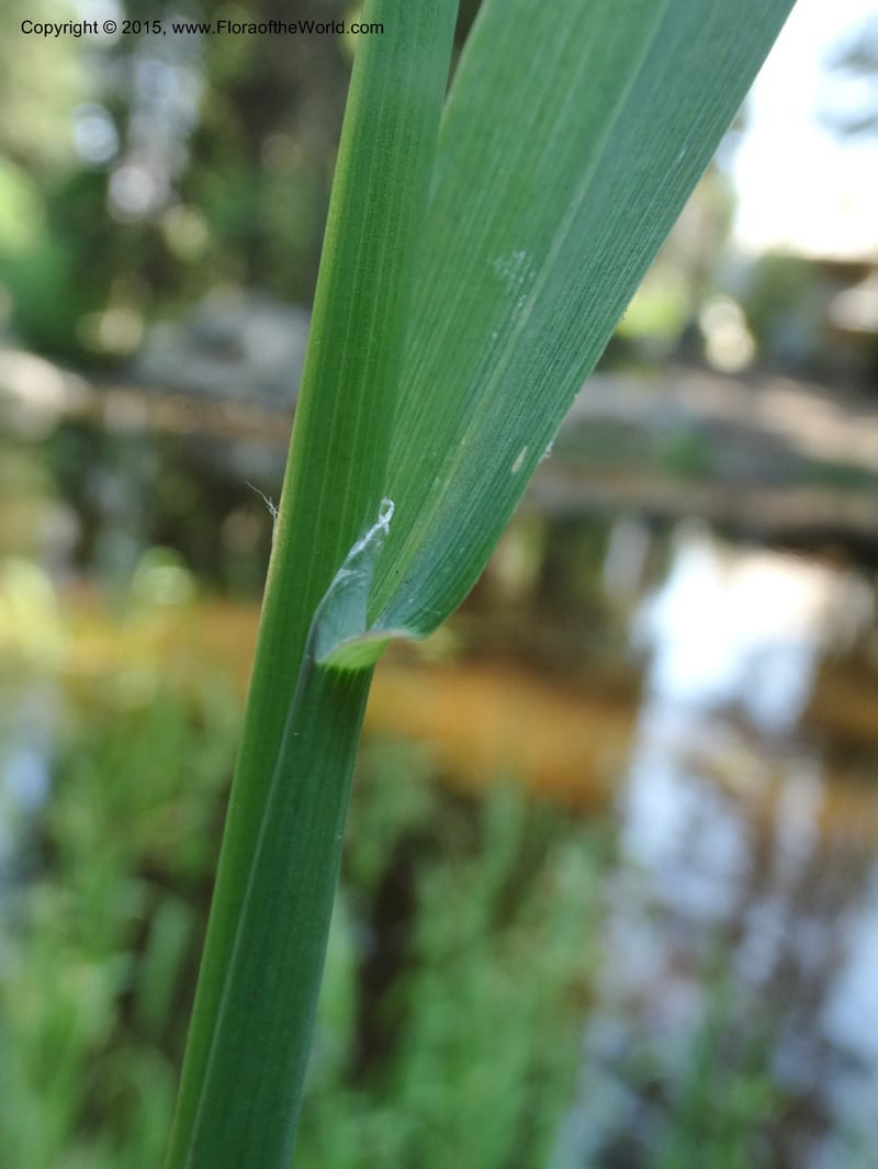 Torreyochloa pallida var. pauciflora, Davidson, C 12609--Idaho. Valley Co. Payette Lake. Sylvan Cr. 20 Jul 2014. DSC00669 (56).JPG