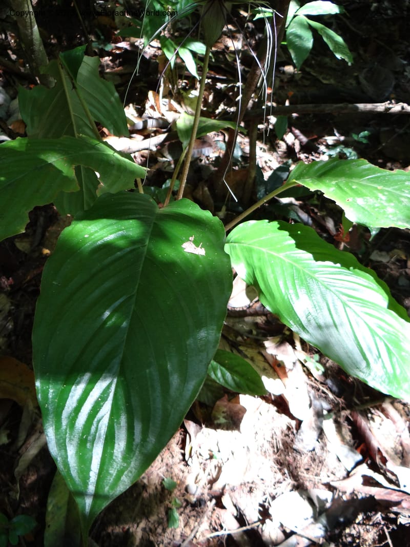 Tacca, VC 5596--Thailand. Ranong Prov. Klong Naka Wildlife Sanctuary. 14 Nov 2012. DSC09055 (146).JPG