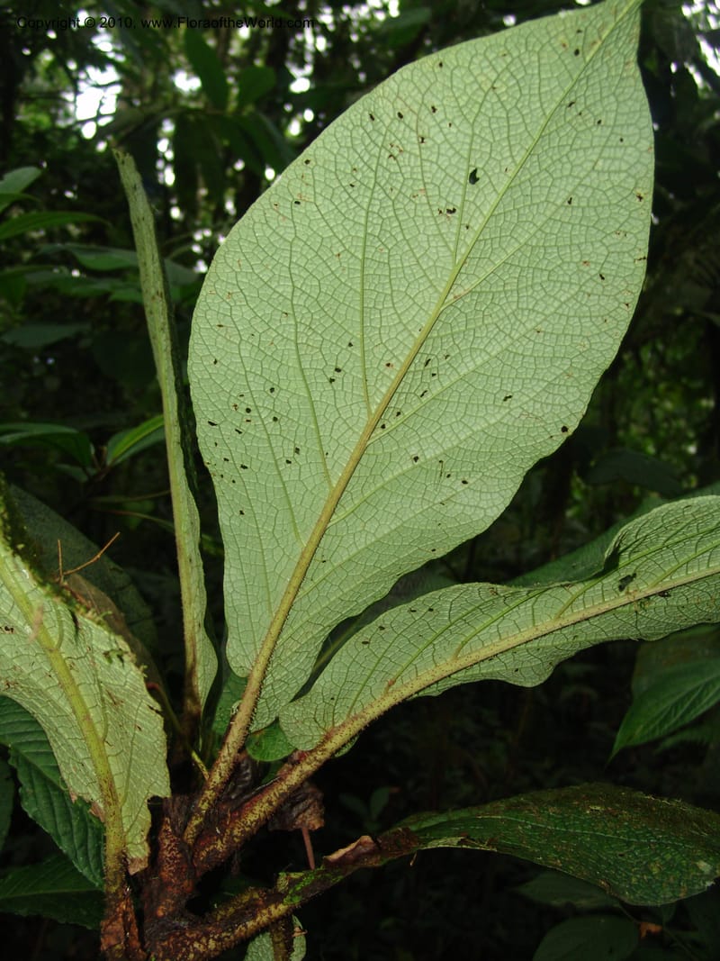 Piper, Croat 96073--Ecuador. Edo. Los Rios. Cerro Samama, SW of Pita. 18 Mar 06. 184 (16).jpg