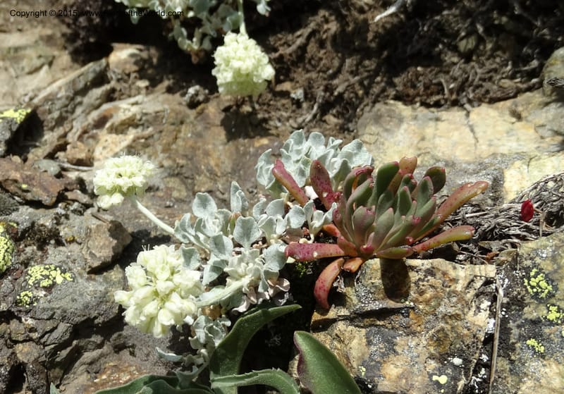 Eriogonum ovalifolium var. nivale, Davidson, C 12594--ID. Idaho Co. Seven Devils Camp Ground. 15 Jul 2014. DSC00113 (204).JPG
