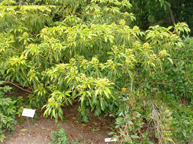 Trochodendron aralioides, 61.0594--CA. UC Berkeley Bot. Garden. 31 May 07. 430.jpg