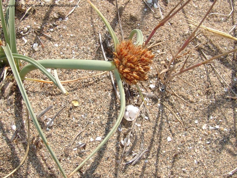 Cyperus capitatus--Spain. Prov. Almeria. Cabo de Gata.  Wildfl. Center. 23 Apr 05. 081.jpg