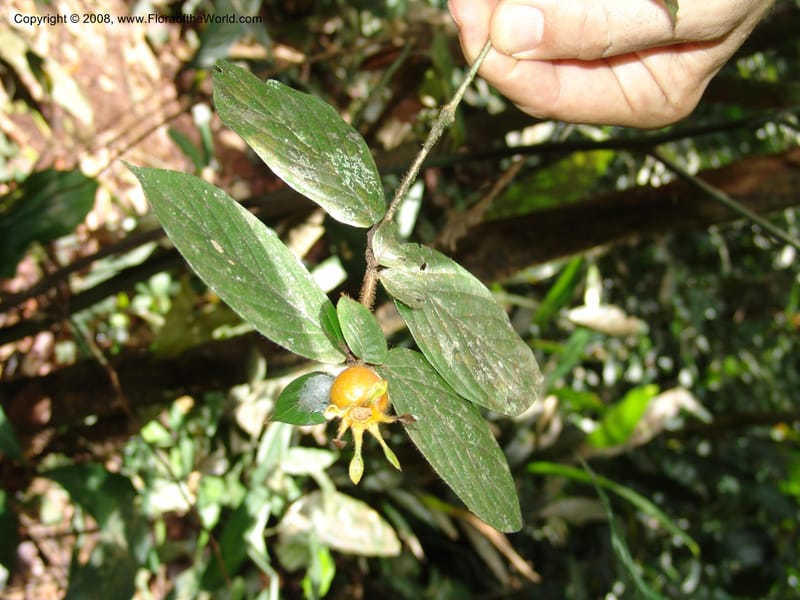 Heinsia, MLeal1089--Gabon. Prov. Estuaire. Monts de Cristal. 13 Apr 06. 300.jpg