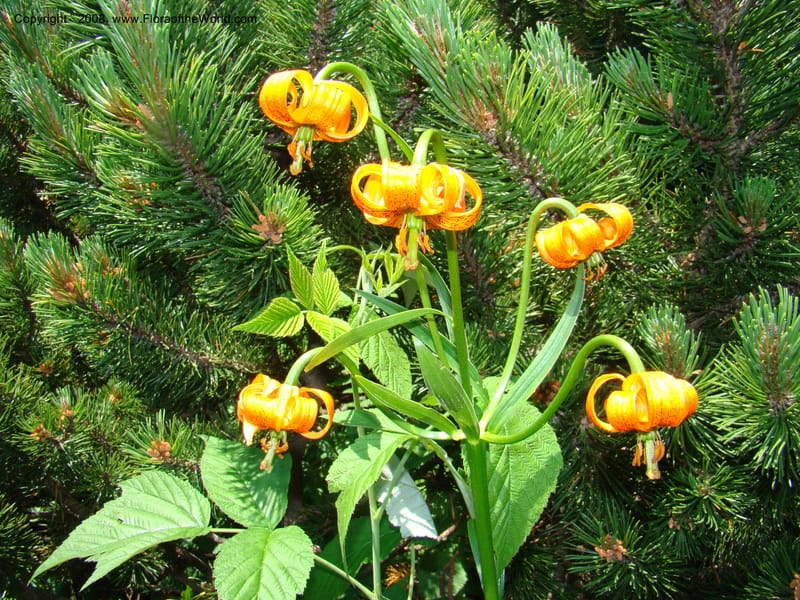 Lilium carniolicum, CDavidson11253--Slovenia. Gorenska Reg. Velika Planina. 6 Jul 08. 131.jpg