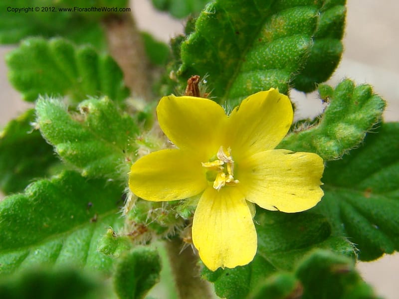 Turnera, N. Martinez M. 2432--MX. Chiapas. Jiquipilas. Cerro el Campanario. 14 Sep 08. 126 (12).jpg