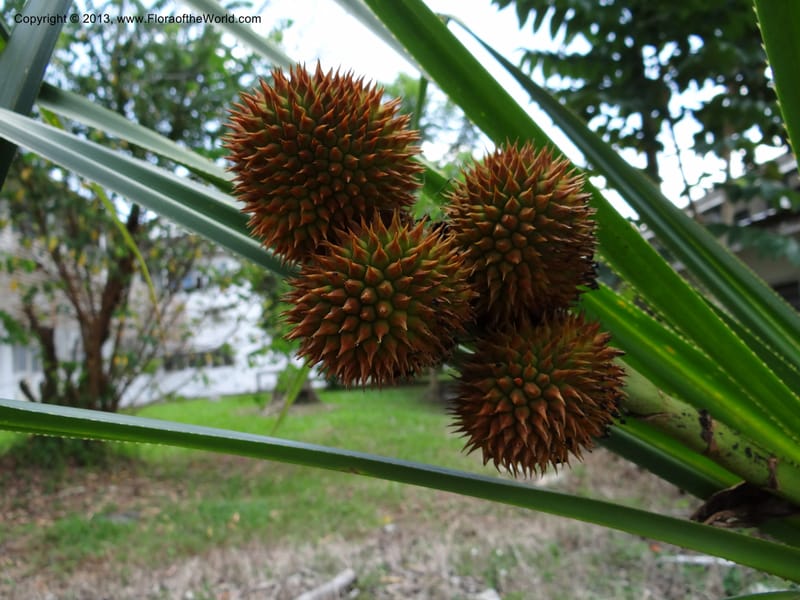 Cluster of spiky globose fruit heads amongst strap-like leaves