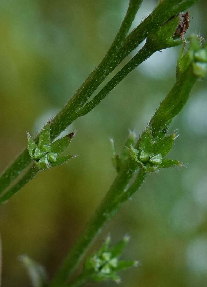 Trigonotis formosana, Tseng Yu-Hsin 1317--Taiwan. SW of Nanshan on highway 7. 20 May 2016. DSC03339 (67).JPG