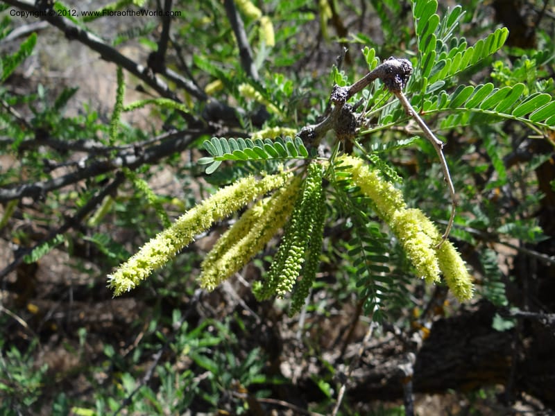 Prosopis glandulosa, Davidson, C 11938--AZ. Yavapai Co. Crown King Rd. 7 May 2012. DSC0894 1 (16).JPG