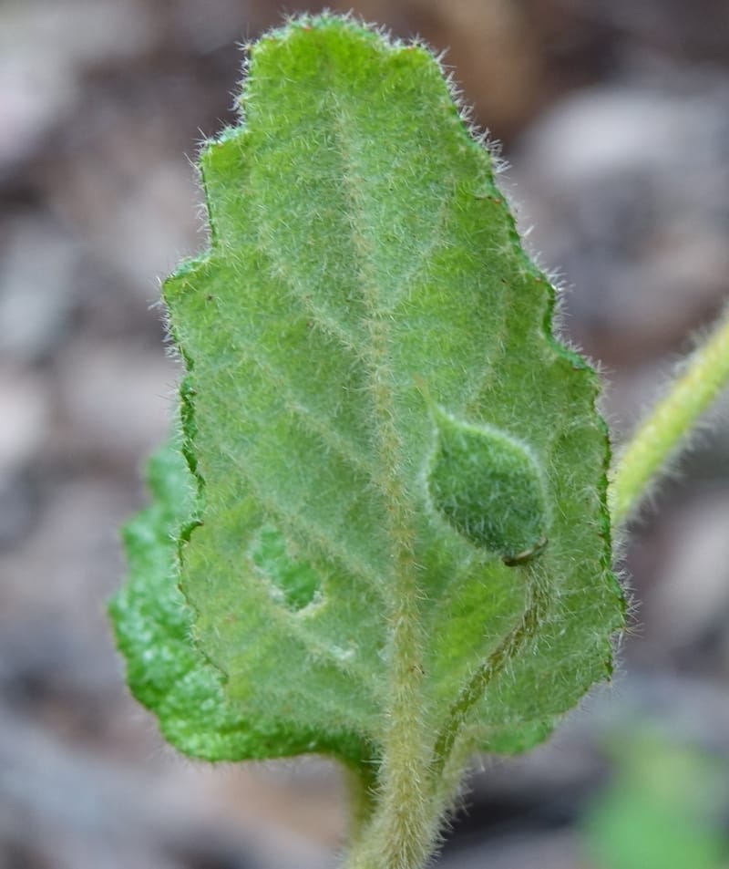 Tremandra stelligera, Davidson, C 13511--Australia. W.A. Valley of the Giants Rd. 29 Oct 2016. DSC06689 (101).JPG
