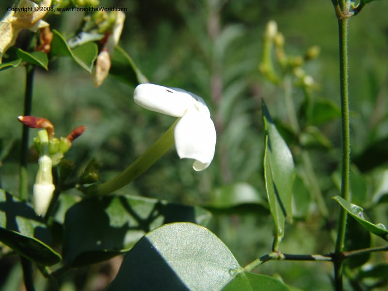 Jasminum abyssinicum--Kenya. Homa Bay Distr. Koru. Kweissos house. 3 Jul 04. 172.jpg