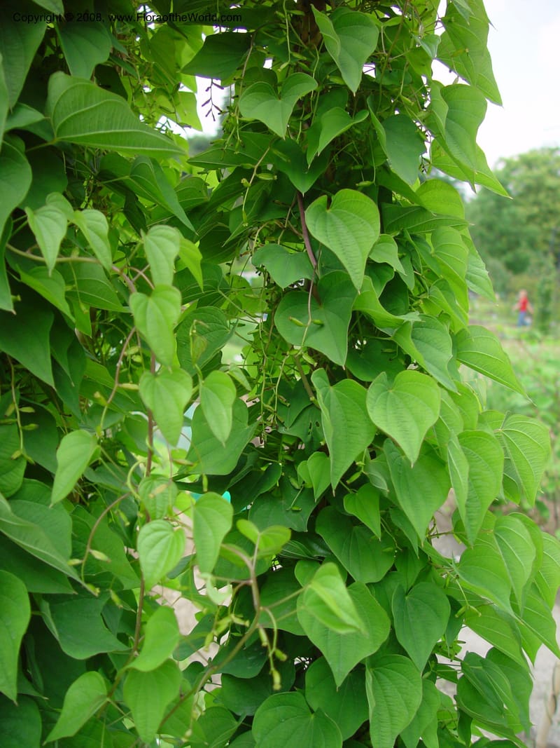 Dioscorea balcanica--France. Paris. Jardin des Plantes. 30 May 03. 014.jpg