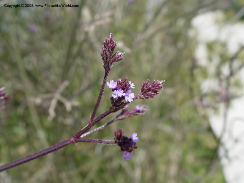 Verbena littoralis, 1999.01160--Spain. Barcelona Botanic Garden. 21 Apr 04. 164.jpg