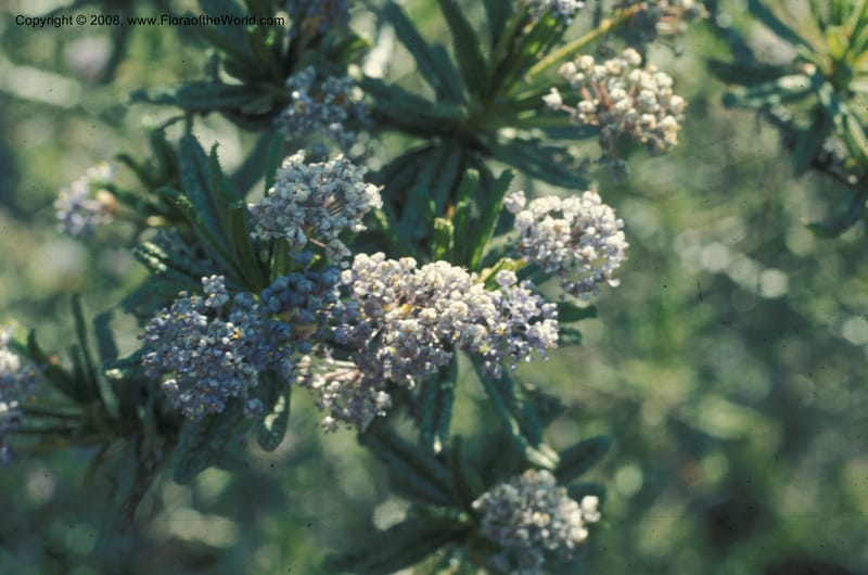 Ceanothus papillosus ssp roweanus, CDavidson5598--CA. Riverside Co. Pleasant's Pk., Sta Ana Mts. 18 May 77. 001.jpg