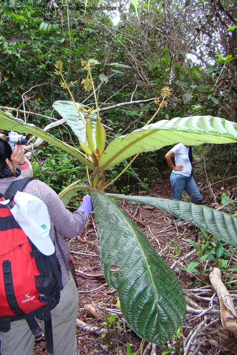 Ladenbergia, Vasquez 35053--Peru. Loreto. Dto. Iquitos. Res. Allpahuayo-Mishana. 19 Nov 08. 522 (15).jpg