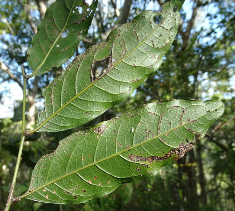 Cupaniopsis inoploea, Munzinger, J 7406--New Caledonia. Haute Robinson. 11 Nov. 2015. DSC00909 (537).JPG