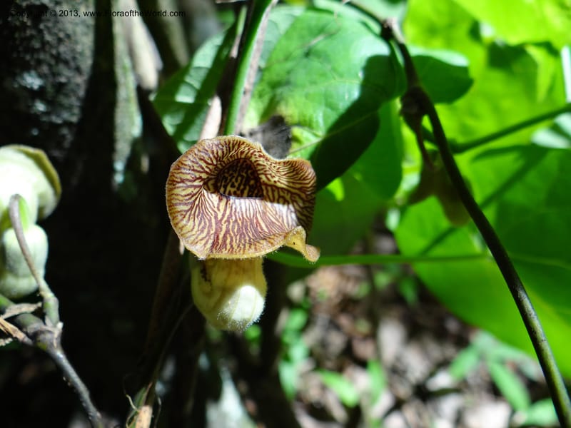 Aristolochia, Li Pan 1205292--China. Zhejiang Prov. Tian Mu Shan. 29 May 2012. DSC00348 (146).JPG