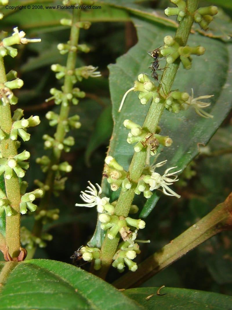 Miconia affinis, AAraujoM1253--Bolivia. Pq. Nac. Madidi. Chalalan. 1 Dec 04. 061.jpg