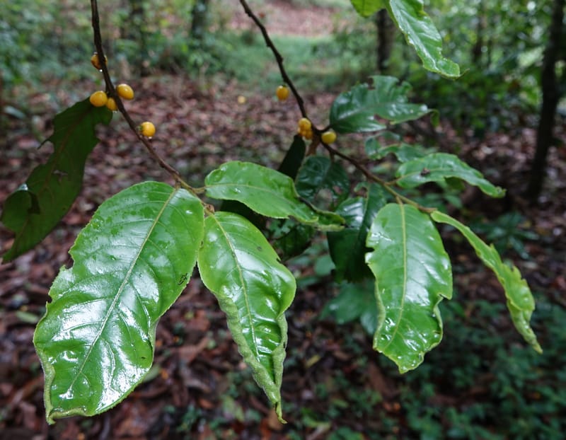 Horsfieldia prainii, D. Boufford 44155--China. Yunnan. Bam Po village. 5 May 2018. DSC02406 (89).JPG