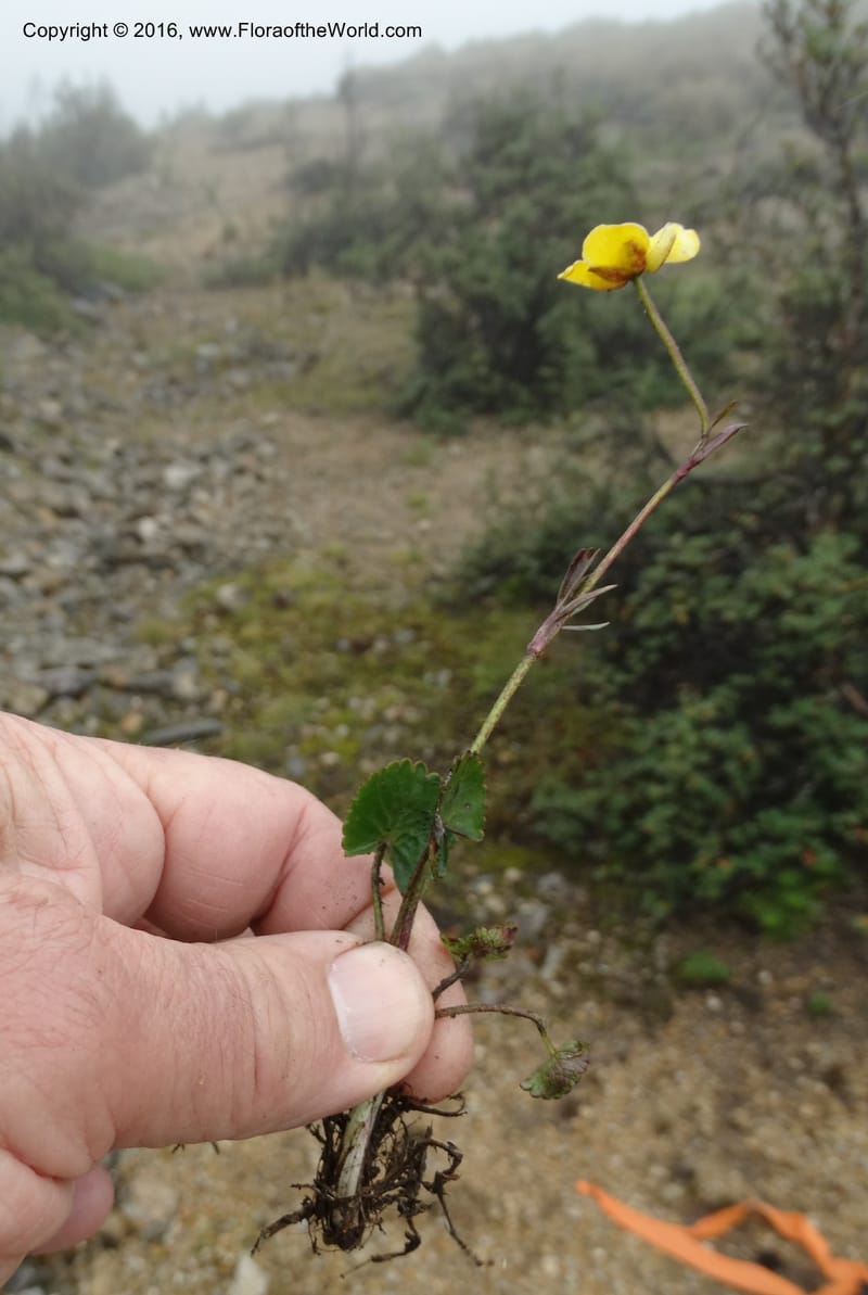 Ranunculus, Ulloa, C 2536--Ecuador. P. N. Cajas. Tres Cruces. 28 Apr 2015. DSC03499 (186).JPG