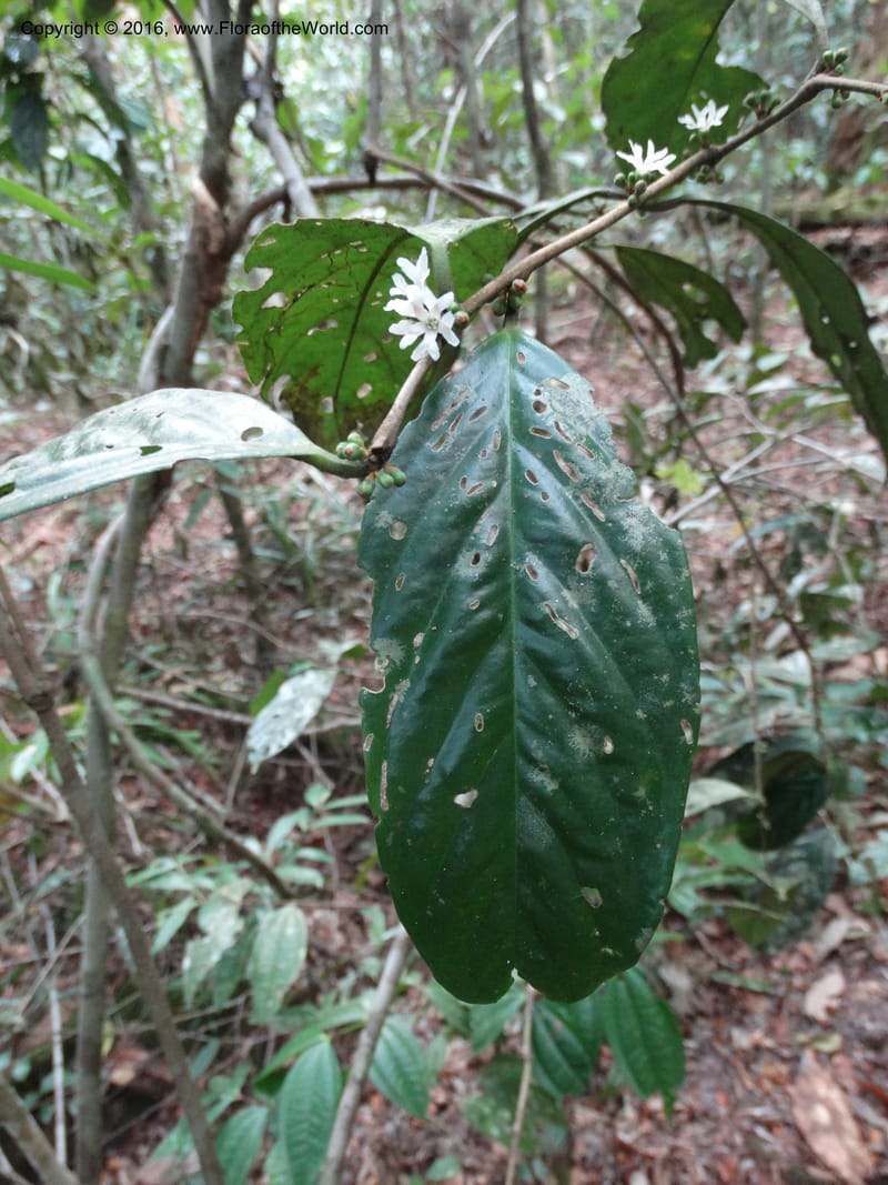 Erycibe, Davidson, C 12887--Sabah. Sapa Paya For. Res. 23 Mar 2015. DSC00001 (103).JPG