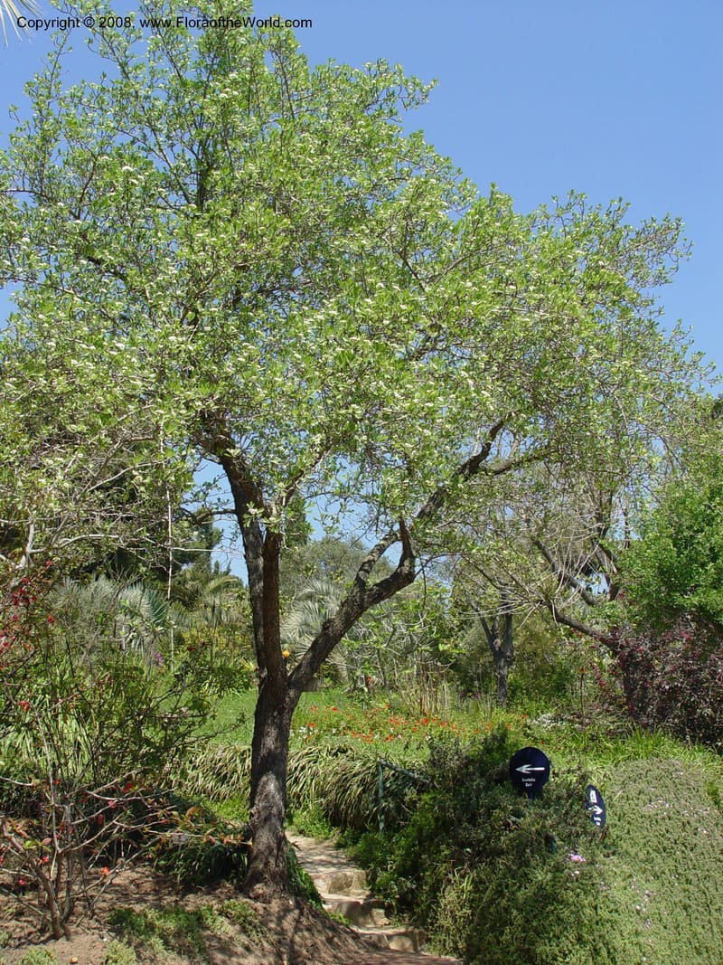 Crataegus azarolus--Spain. Blanes. Marimurtra Bot. Gard. 24 Apr 04. 087.jpg