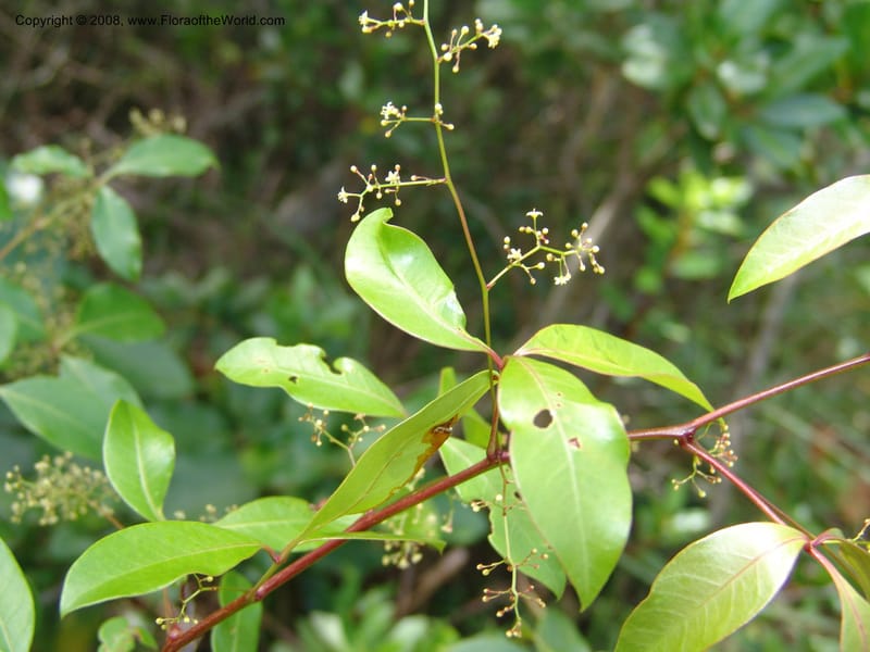 Rhus acocksii--So.Africa. E. Cape. Umtamvuna Nat. Res. 11 Mch 05. 444.jpg