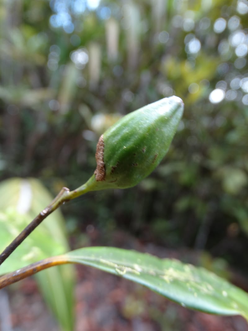 Cryptocarya phyllostemon, Munzinger, J 7408--New Caledonia. Mont Dzumac. 12 Nov 2015. DSC01563 (258).JPG
