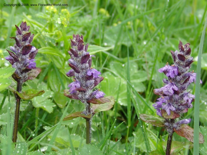 Stachys officinalis--Georgia. 2 km S of Bakuriani, rd to Khrats'koros. 6 Jun 05. 039.jpg
