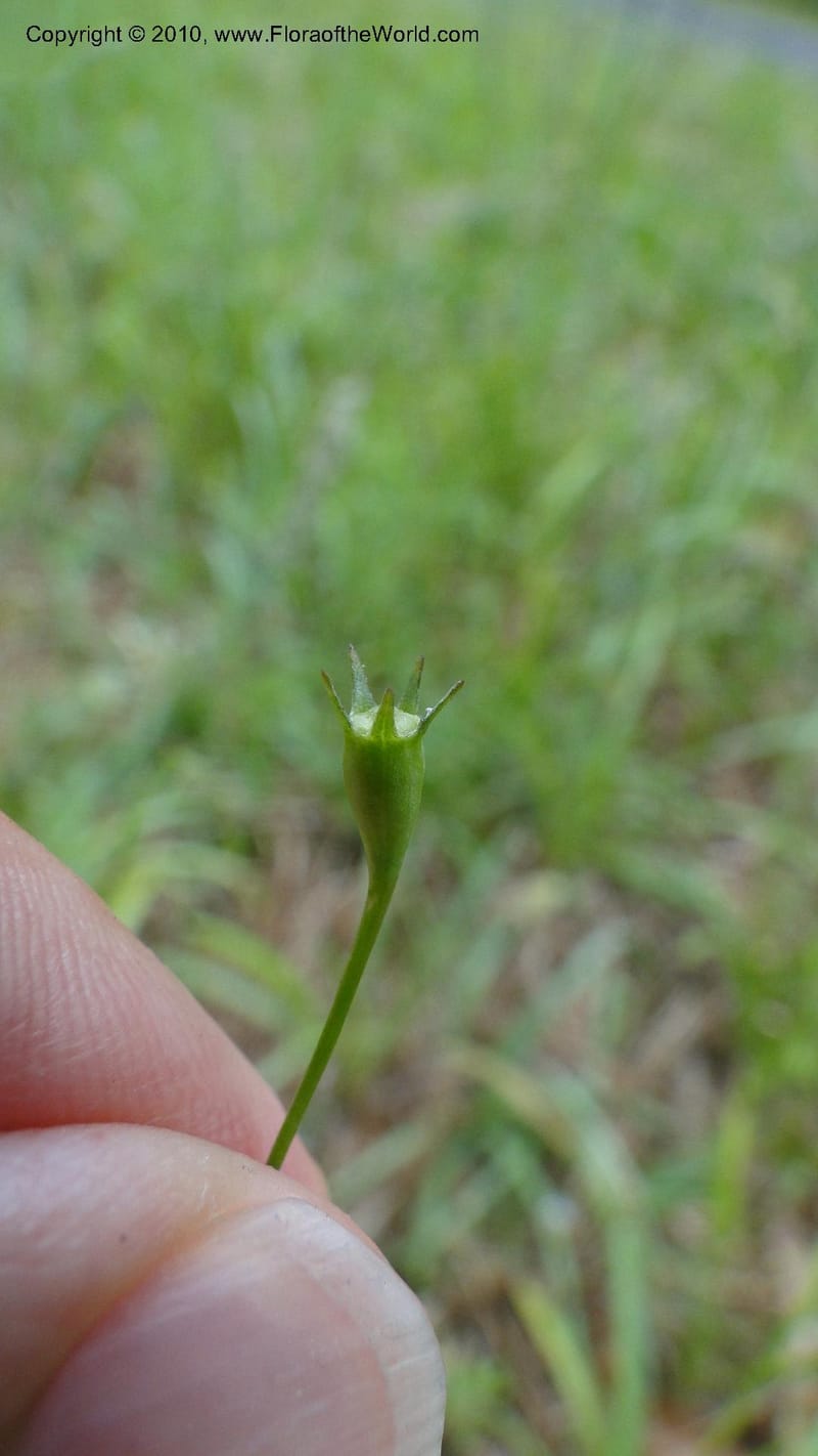 Wahlenbergia marginata, Mori 27450--North Carolina. Moore Co. Lake Bay Rd. 25 May 2010. 207 (35).jpg