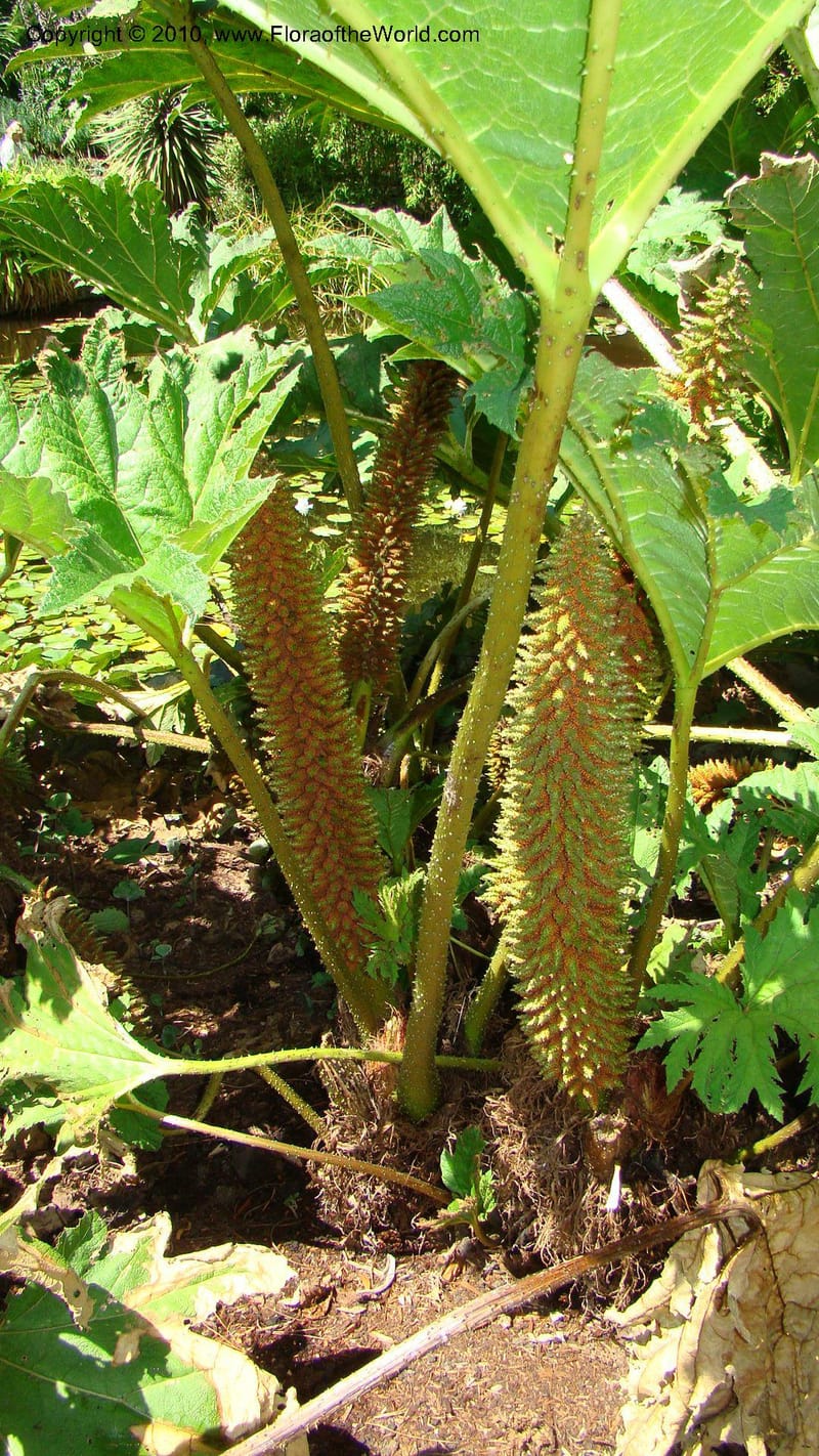 Gunnera manicata--Tasmania. Royal Tasmanian Botanical Garden. 2 Feb 2010. 198.jpg