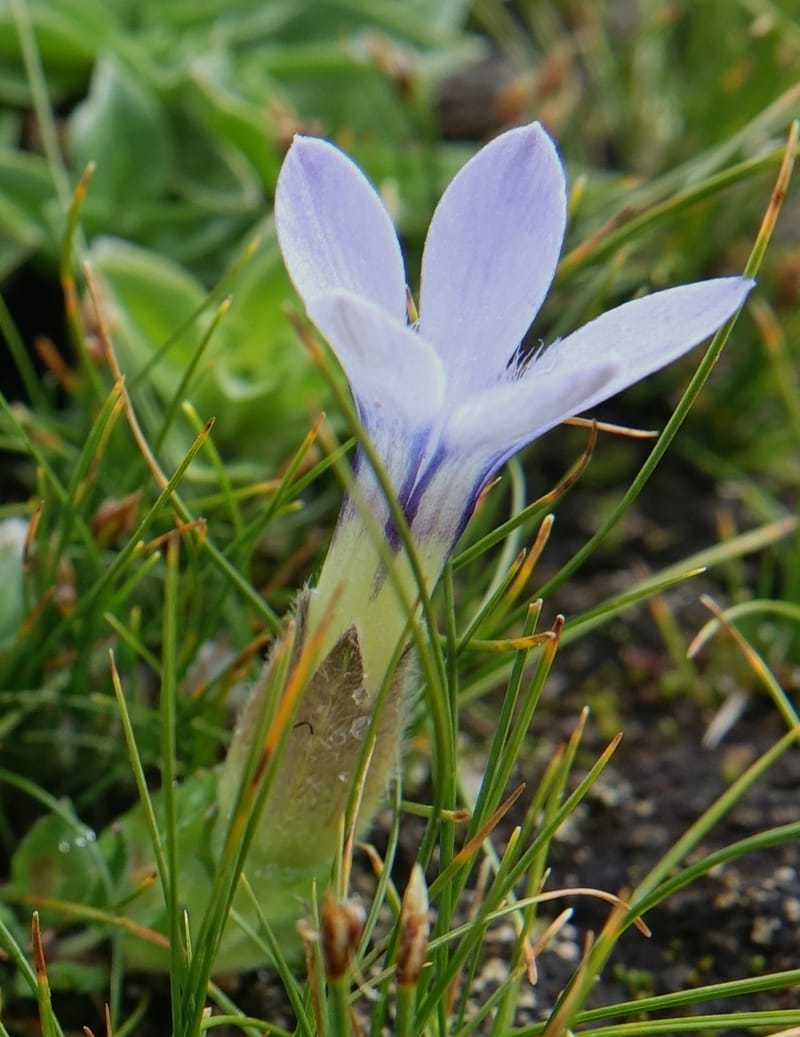 Cyananthus incanus, D. Boufford 44022--China. Sichuan. Daocheng Xian. 14 Aug 2017. DSC05676 (225).JPG