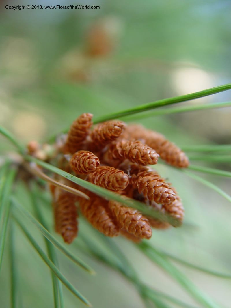 Cluster of young pollen cones among slender needles