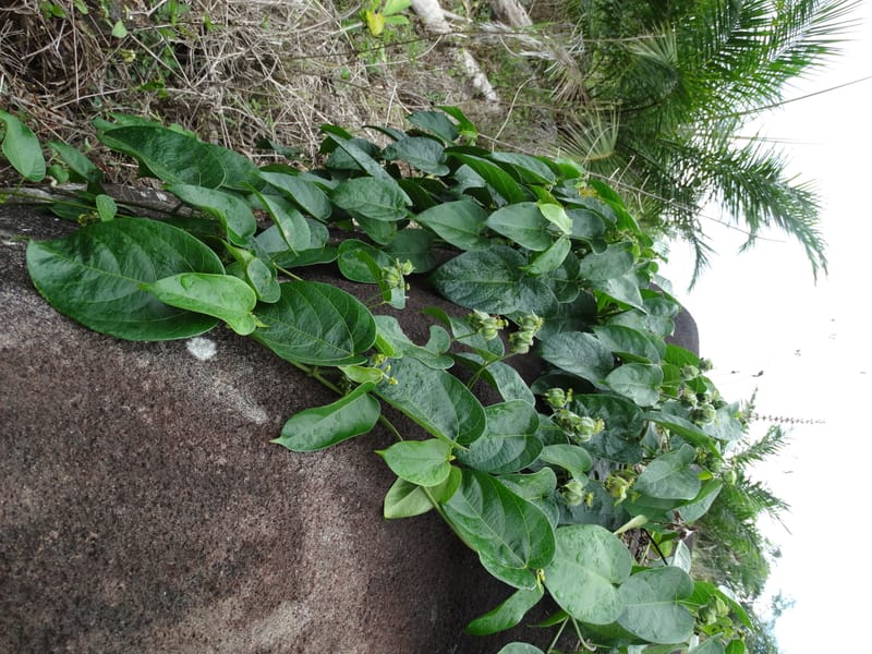 Megistostigma cordata, Davidson, C 12936--Sabah. Ruyu Oil Palm Pl. 29 Mar 2015. DSC01510 (45).JPG