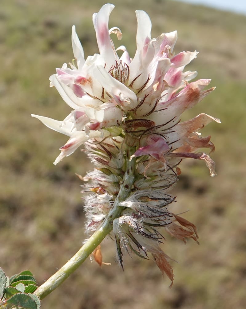 Trifolium macrocephalum, C. Davidson 13789--Oregon. Wallowa Co. Upper Camp Creek Canyon. 5 Jun 2018. DSC05225 (28).JPG