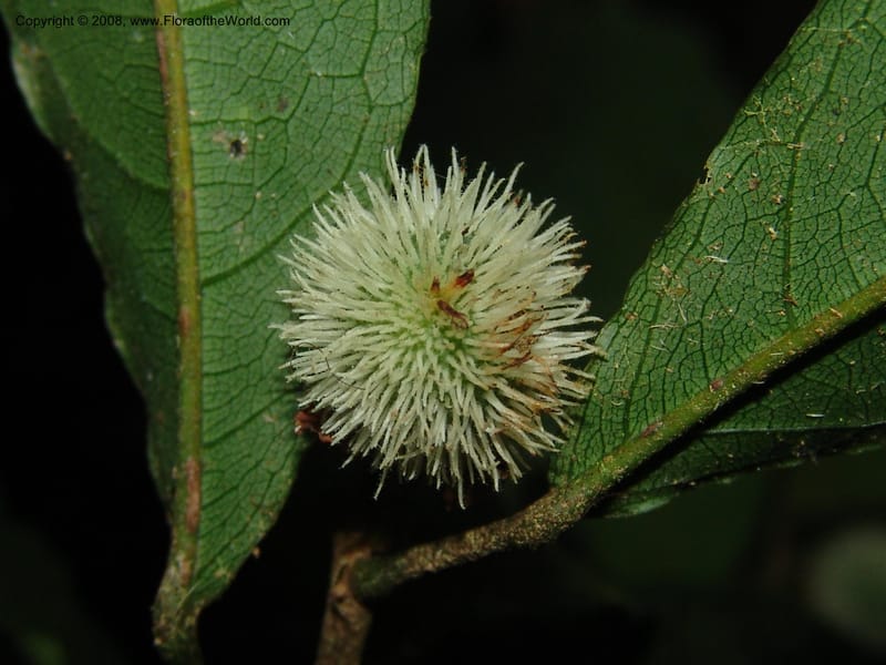Mayna odorata, [AAraujoMi1552]--Bolivia. Pq. Nac. Madidi. Laguna Chalalan. 26 Nov 04. 727.jpg