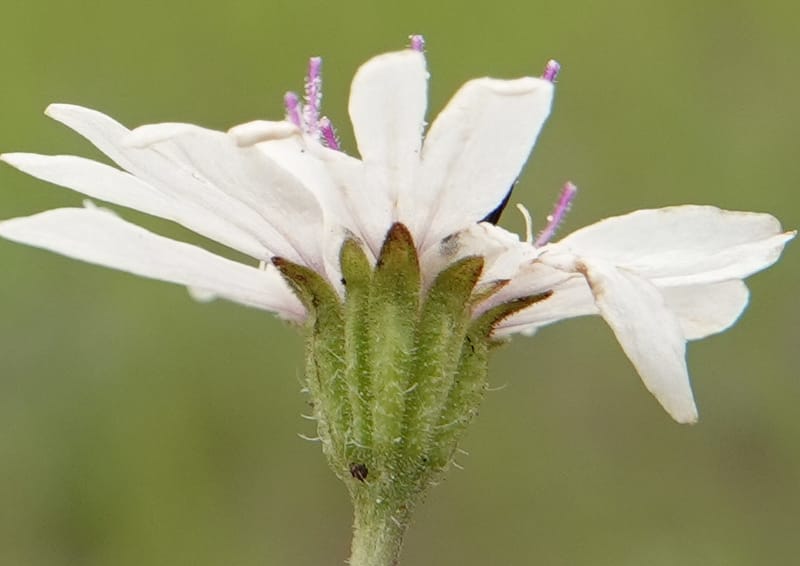 Blepharipappus scaber, C. Davidson 13761--Oregon. Wallowa Co. Zumwalt.Trail Cr. Rd. 4 Jun 2018. DSC04078 (439).JPG