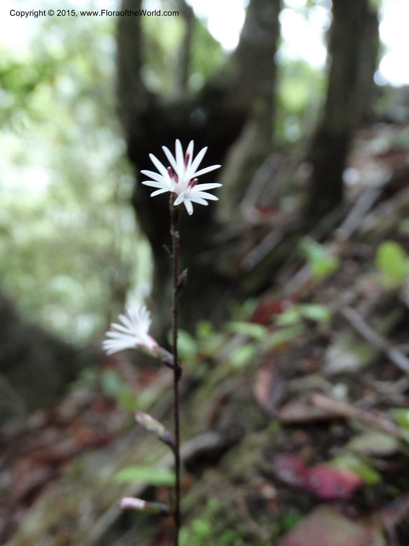 Ainsliaea, Boufford, D 43726--China. Sichuan. YangLiuPing to LongDianZi. 14 May 2014. DSC06764 (15).JPG