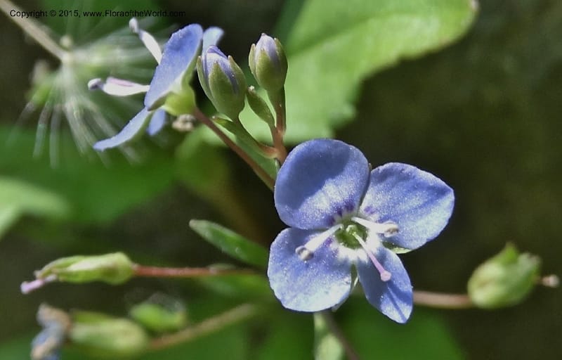 Veronica americana, Davidson, C 12583--ID. Idaho Co. Rd. to Seven Devils. Small Cr. 15 Jul 2014. DSC00072 (3).JPG
