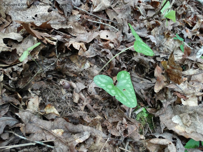 Asarum arifolium, Davidson, C 13035--Georgia. Stephens Co. Panther Cr. 18 May 2015.  (58).JPG