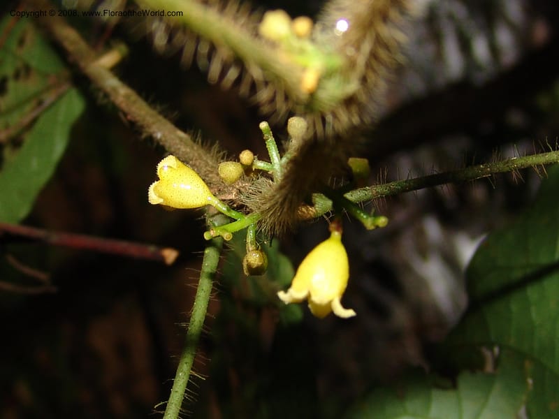 Cola marsupium, MLeal1063--Gabon. Prov. Estuaire. Monts de Cristal. 13 Apr 06. 043.jpg