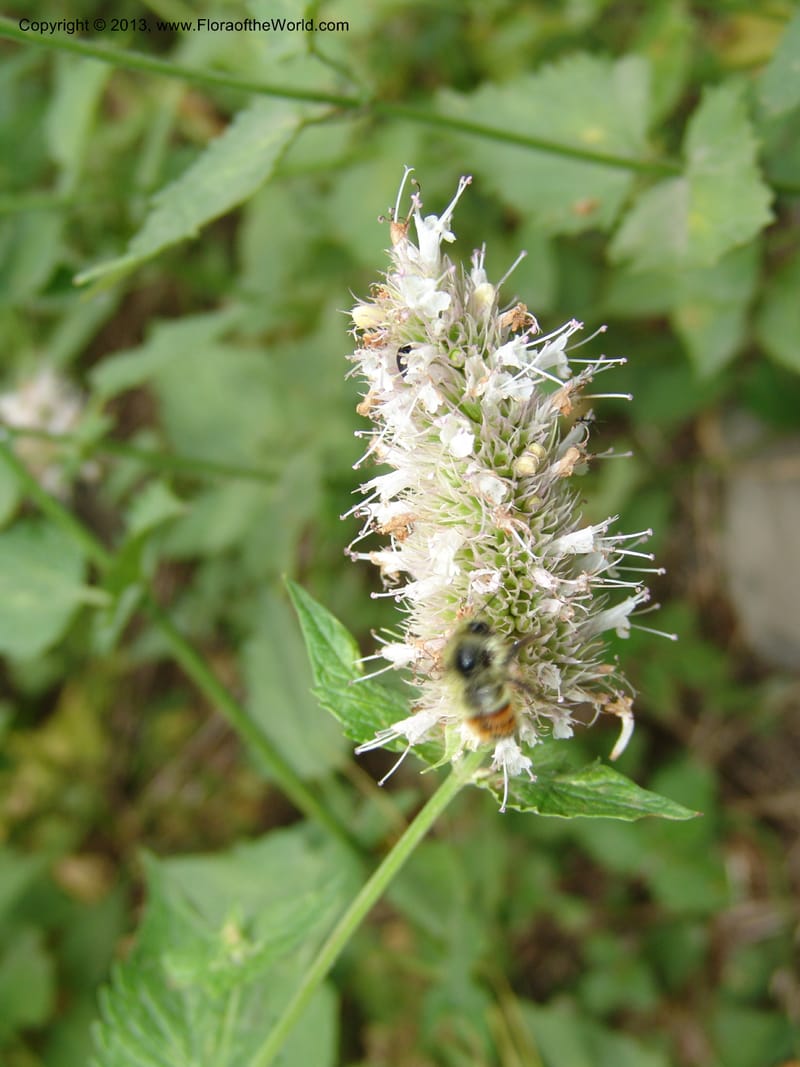 Agastache urticifolia, CDavidson11110--ID. Adams Co. For. Serv. Rd. 453, to Goose Lk. 20 Jul 07. 084.jpg