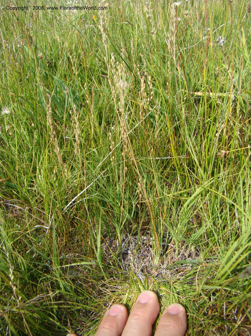 OR. Malheur Co. 10 km W of Rome on Hwy 95. 16 Jul 08. 023.jpg