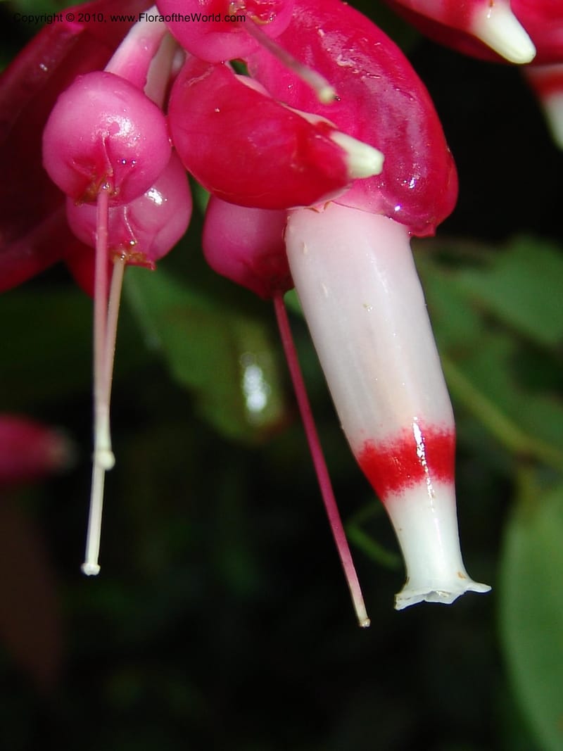Cavendishia tarapotana, Croat 95742--Ecuador. Maquipucuna Biol. Res. Send. Princip. 12 Mar 06. 020 (5).jpg