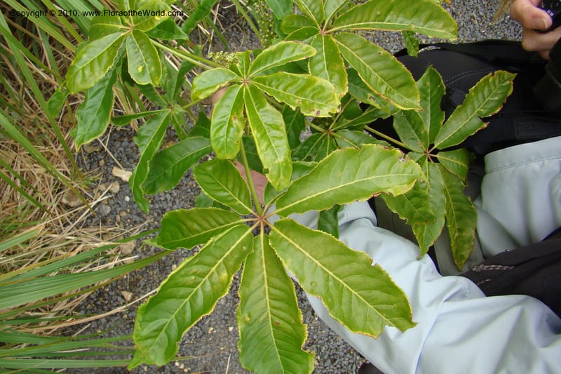 Schefflera digitata, C. Gemmill 720--New Zealand. N. Island. Mt. Te Aroha. 13 Jan 2010. 058 (8).jpg