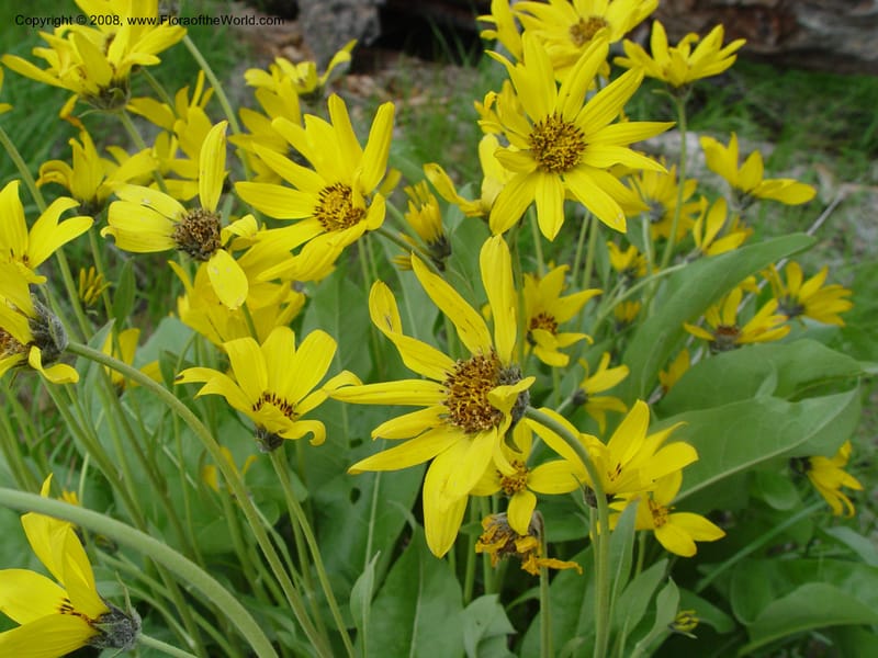 Balsamorhiza sagittata--ID. Valley Co. Ponderosa St. Park. 5 Jun 04. 001.jpg