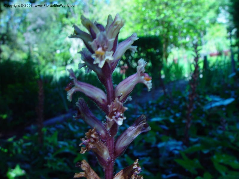 Orobanche minor--So. Africa. Cape Province. Stellenbosch Bot. Garden. 21 Nov 02. 021.jpg