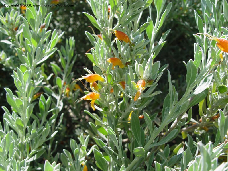 Eremophila glabra--Spain. Barcelona Botanic Garden. 21 Apr 04. 041.jpg