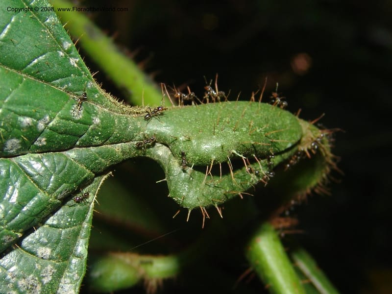 Tococa guianensis, AAraujoM1251--Bolivia. Pq. Nac. Madidi. Chalalan. Send. Anta. 30 Nov 04. 265.jpg